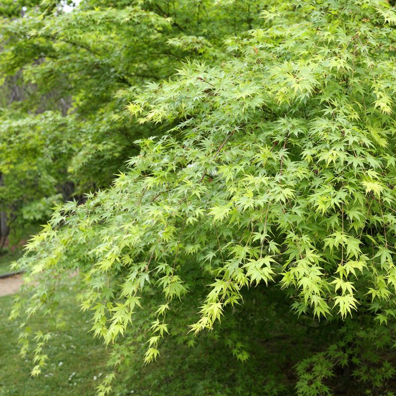 green japanese maple tree leaves