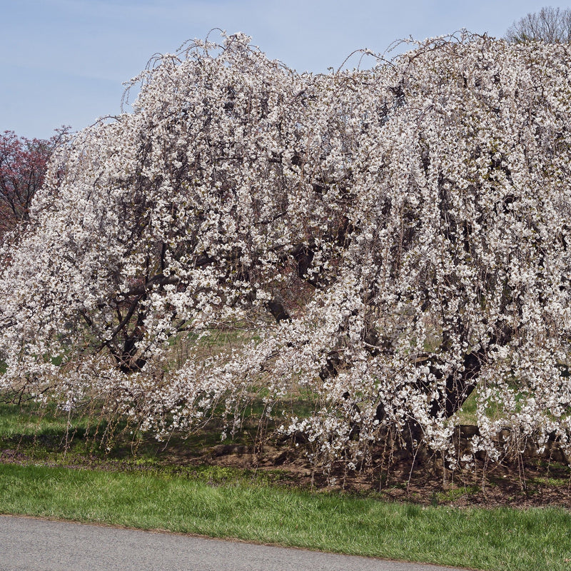 Shidare Weeping Cherry Tree