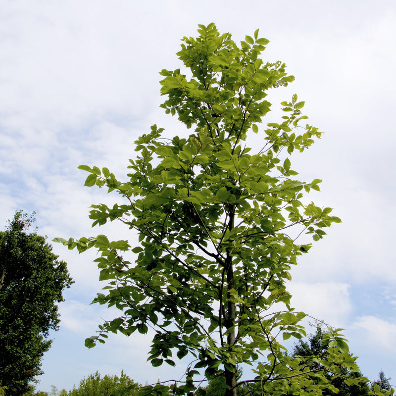 Slippery Elm Tree – Green Thumbs Garden