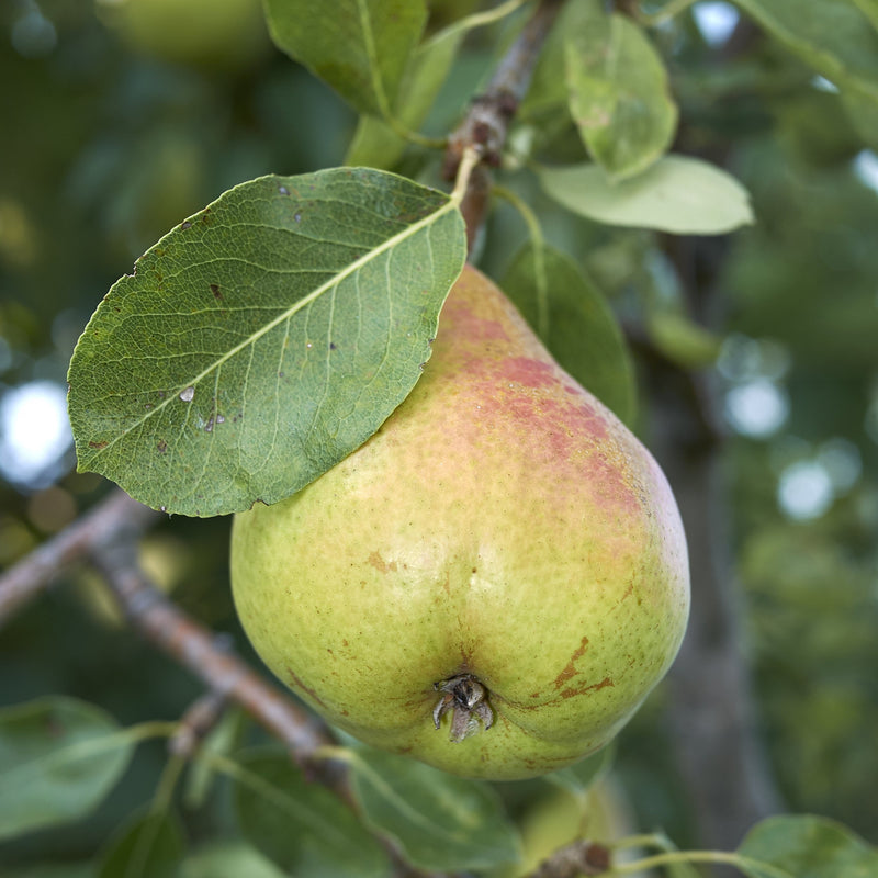 Bartlett Pear Tree – Green Thumbs Garden