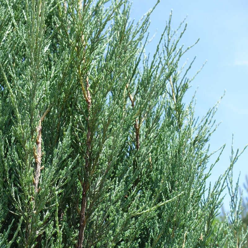 Brodie Juniper Shrub Green Thumbs Garden