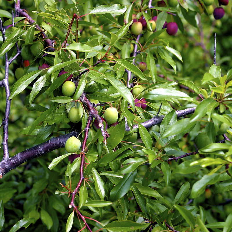 green plum fruit tree