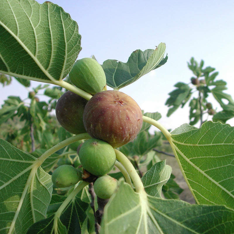 TURKISH FIG TREE - deals Large Live Tree