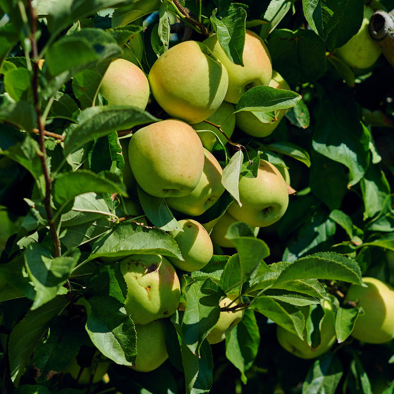 Gala Apple Tree – Green Thumbs Garden