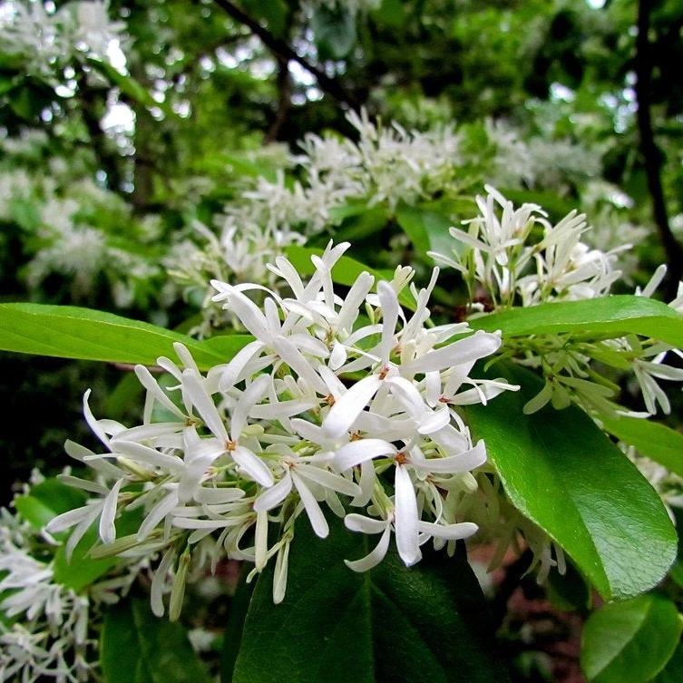 White Fringe Tree - Chionanthus virginicus