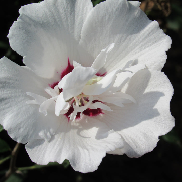 Morning Star Althea Shrub