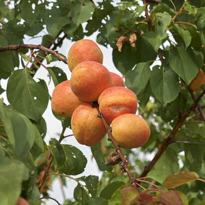 Early Golden Apricot Tree