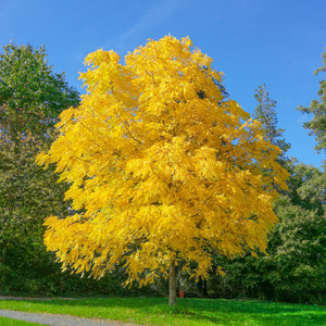 Black Walnut Tree