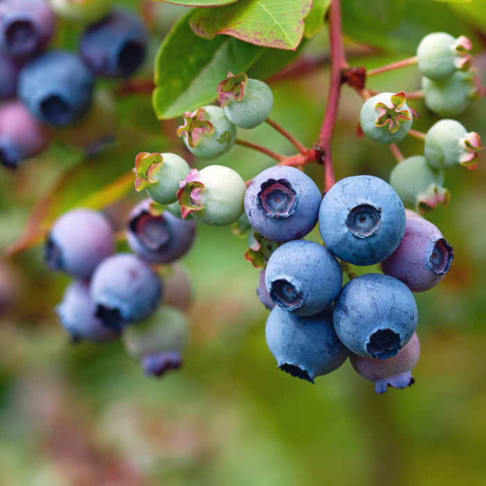 Elliot Blueberry Bush