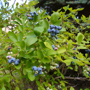 Elliot Blueberry Bush