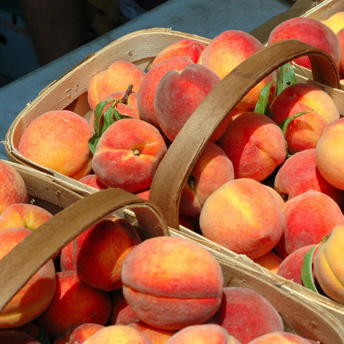 Belle of Georgia Peach Tree