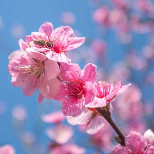 Belle of Georgia Peach Tree