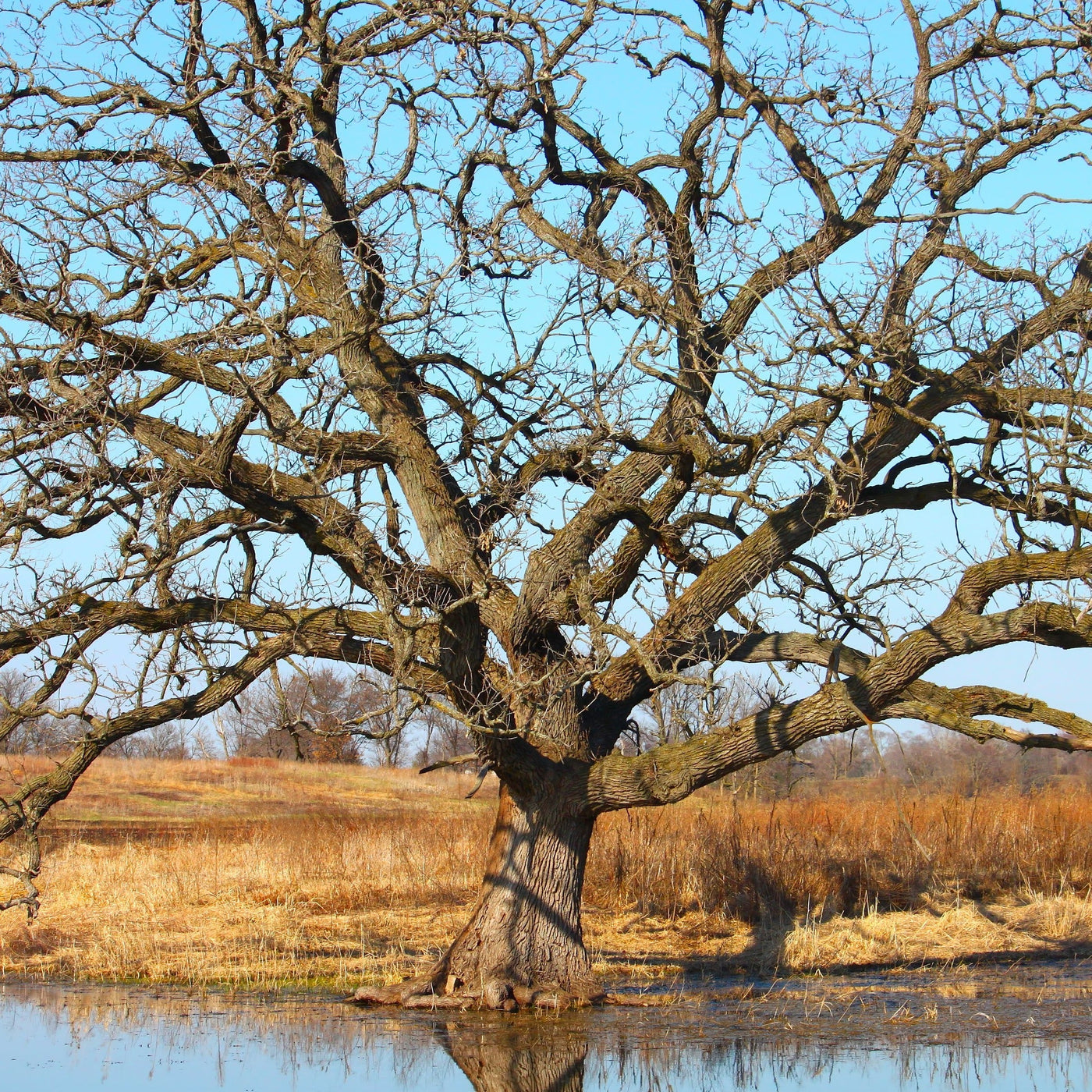 Bur Oak Tree Seedling – Green Thumbs Garden