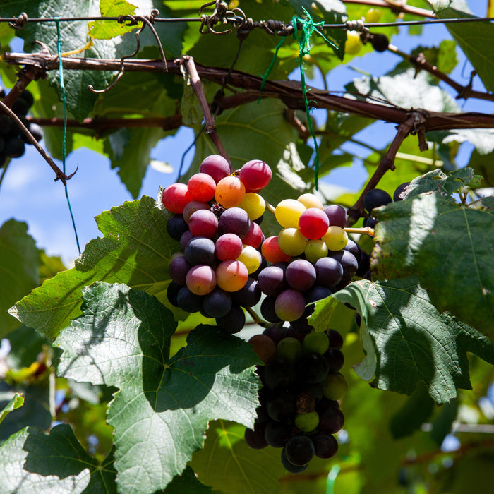 Canadice Grape Vine