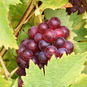 Canadice Grape Vine