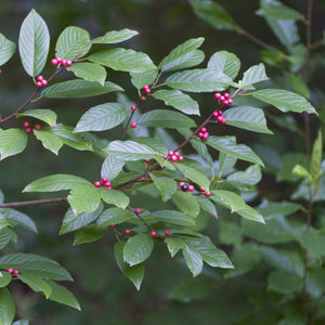 Carolina Buckthorn Shrub