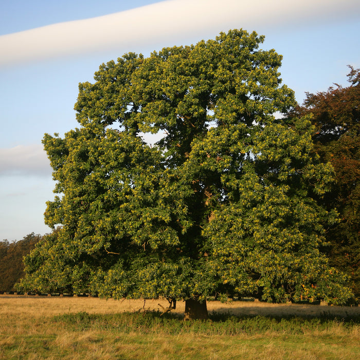 Chestnut Oak Tree