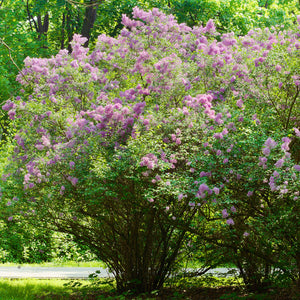 Common Lilac Busg