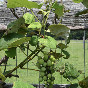 Concord Grape Vine