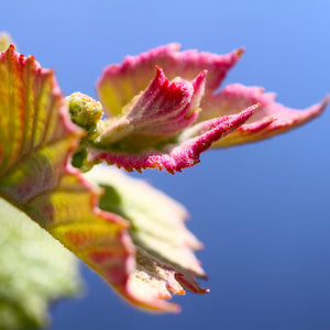 Concord Grape Vine