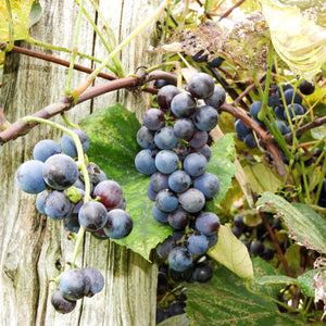 Concord Grape Vine