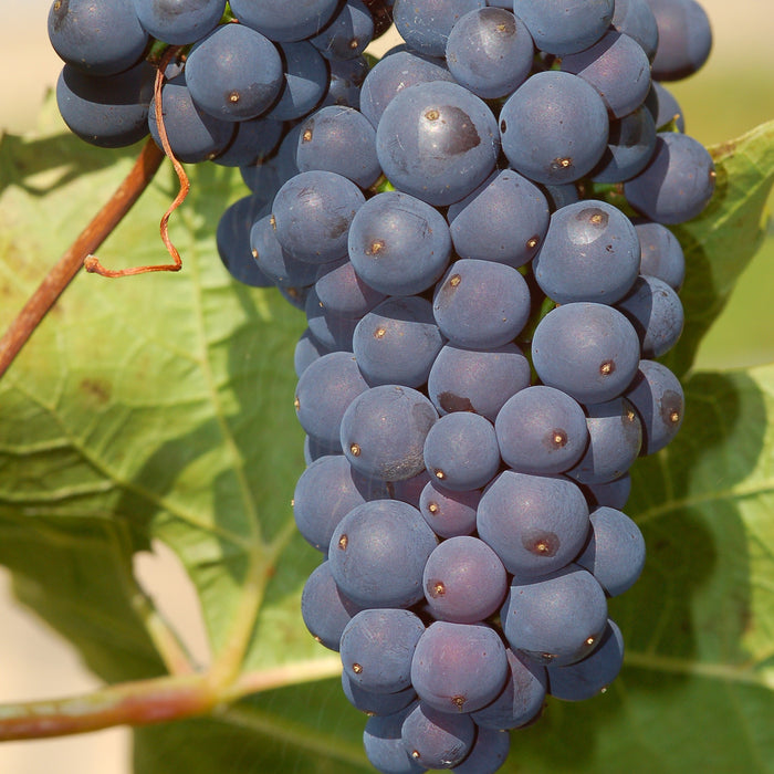 Concord Grape Vine