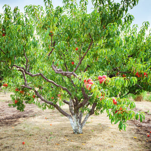 Contender Peach Tree