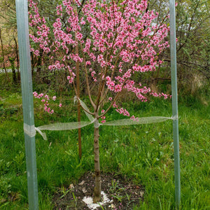 Contender Peach Tree