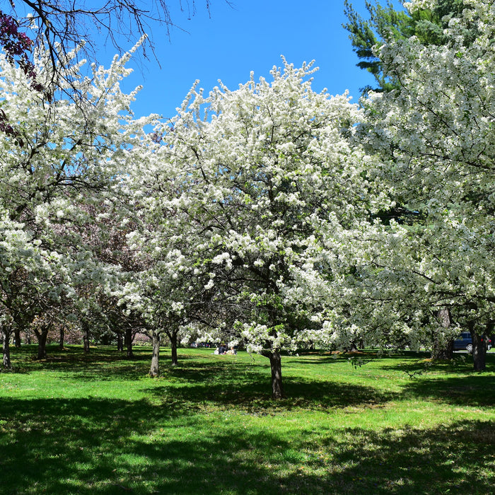 Dolgo Crabapple Tree