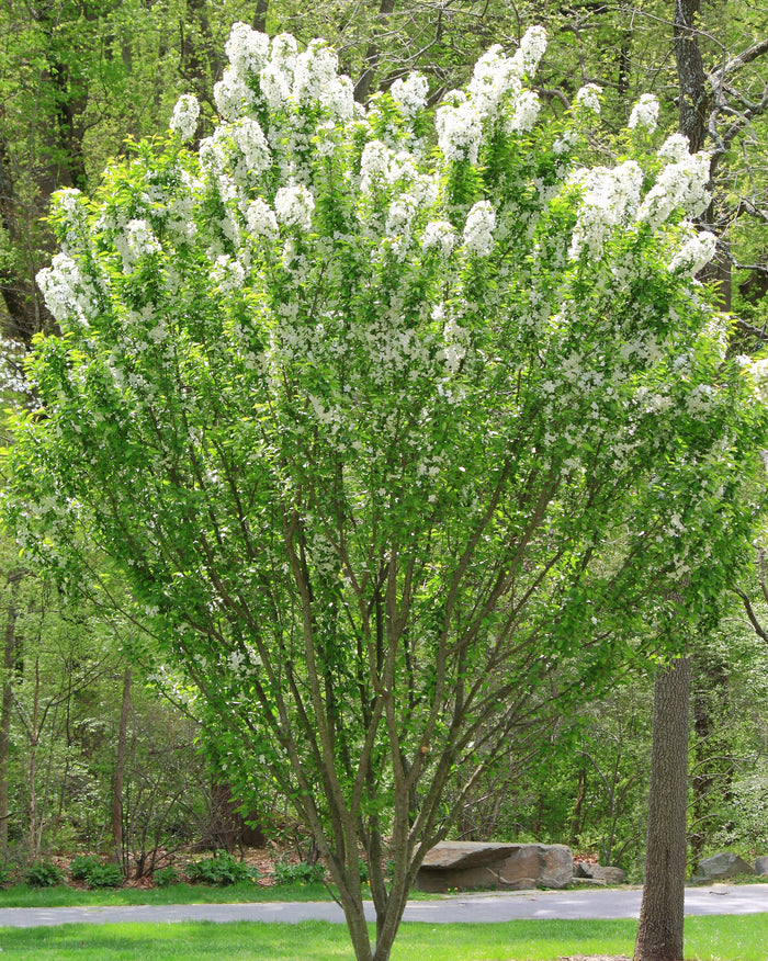 Spring Snow Crabapple Tree