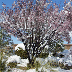 Spring Snow Crabapple Tree