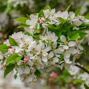 Spring Snow Crabapple