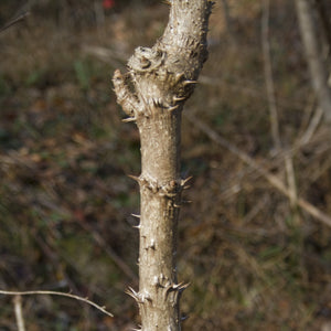 Devil's Walking Stick Tree