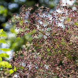 Devil's Walking Stick Tree