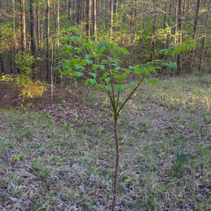 Devil's Walking Stick Tree