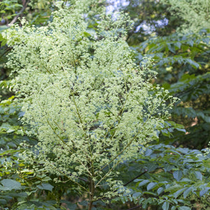 Devil's Walking Stick Tree