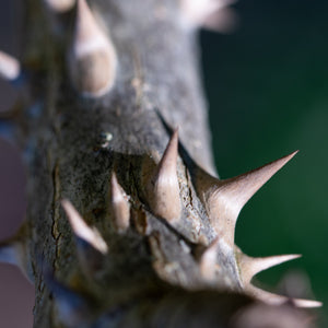 Devil's Walking Stick Tree