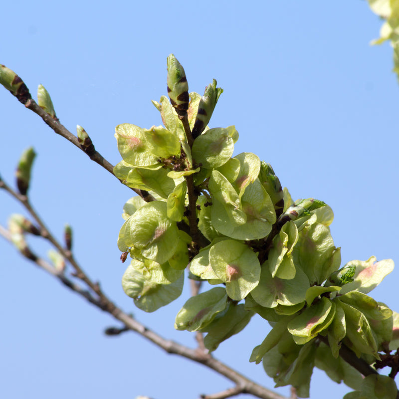 Slippery Elm Tree – Green Thumbs Garden