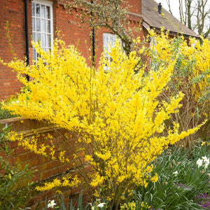 Forsythia Shrub