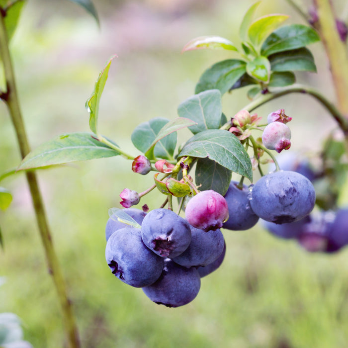 Highbush Blueberry Bush