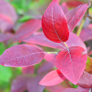 Highbush Blueberry Bush