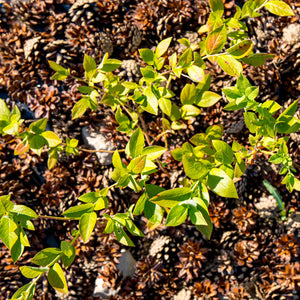 Highbush Blueberry Bush