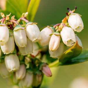 Highbush Blueberry Bush