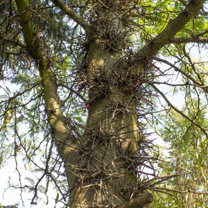 Honey Locust Tree