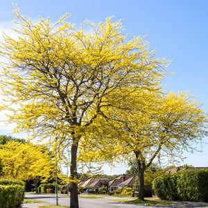 Honey Locust Tree