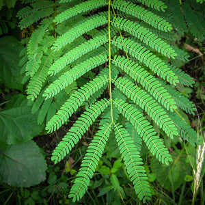 Honey Locust Tree