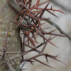 Honey Locust Tree