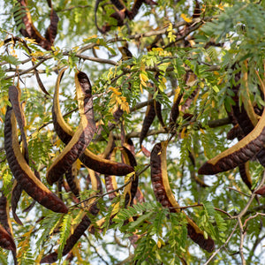 Honey Locust Tree