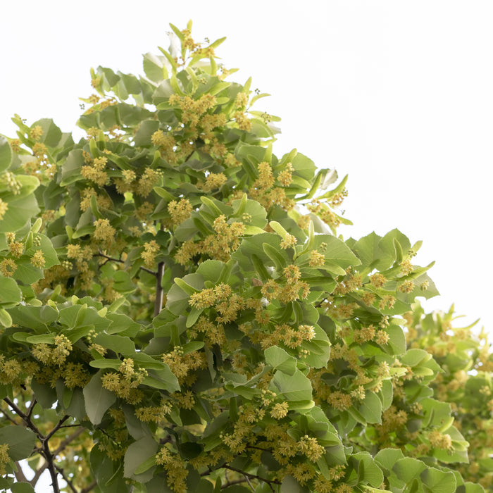 Little Leaf Linden Tree