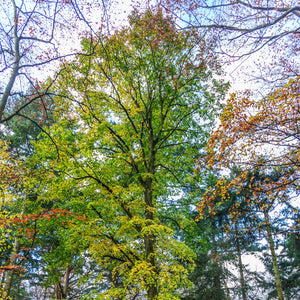 Little Leaf Linden Tree